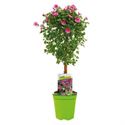Afbeelding van KP19 Anisodontea  stam Elegance lady